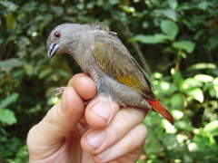 Pytilia hypogrammica