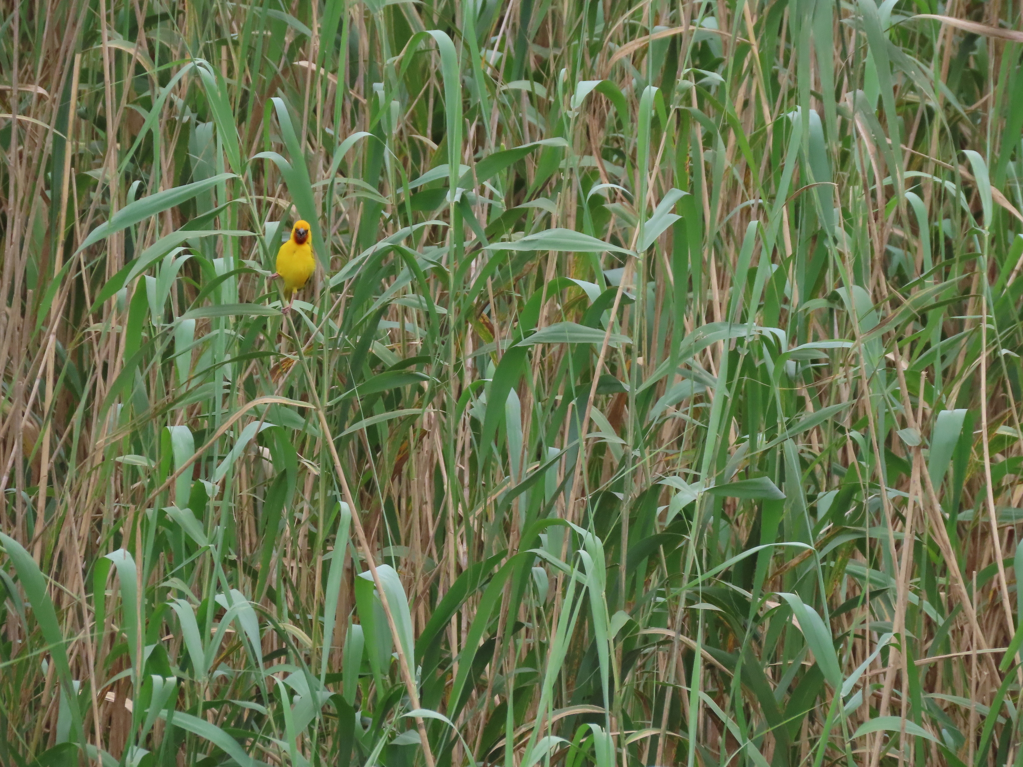 Southern Brown-throated Weaver (Ploceus xanthopterus), photo 5