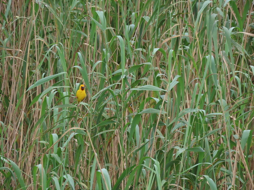 Southern Brown-throated Weaver (Ploceus xanthopterus), photo 4