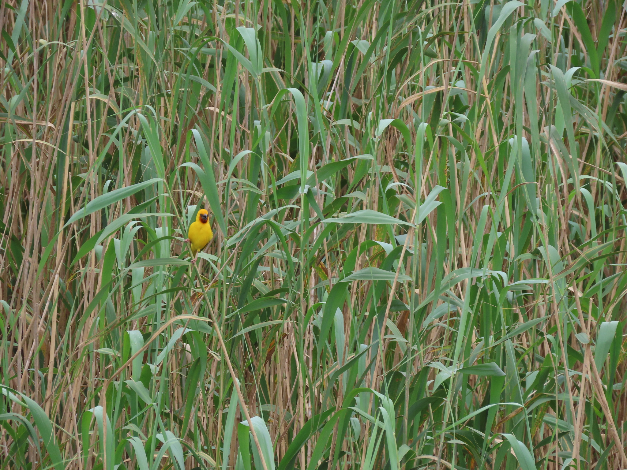 Southern Brown-throated Weaver (Ploceus xanthopterus), photo 4