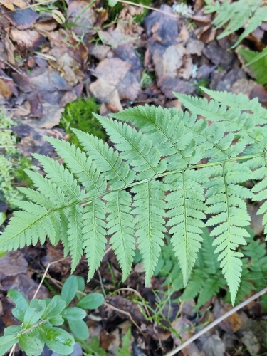 spinulose wood fern