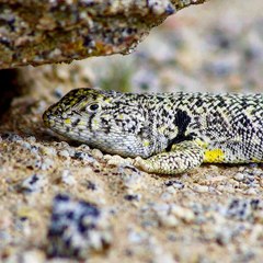 Liolaemus nigromaculatus