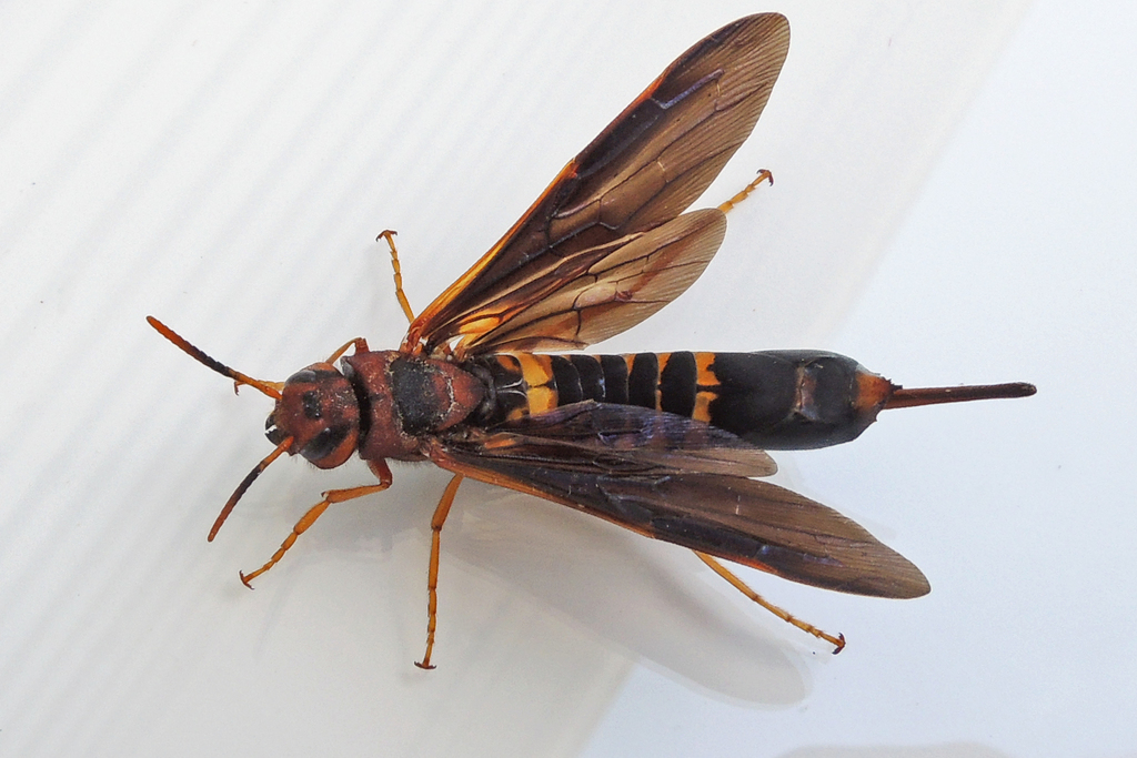 Pigeon Tremex Horntail