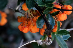 Berberis ilicifolia