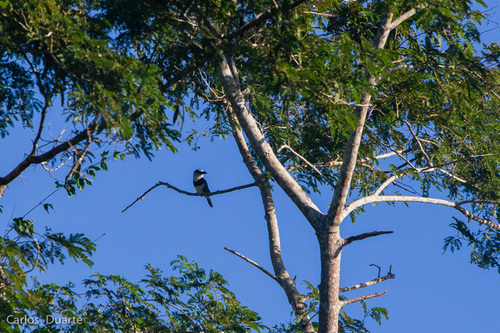 Bucconidae image