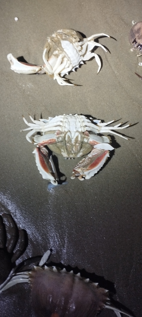 Spectacled Box Crab