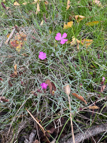 Dianthus hypanicus observed 2025-10-20