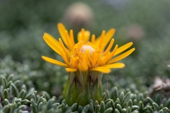 Brachyclados caespitosus