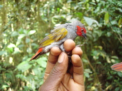 Pytilia hypogrammica