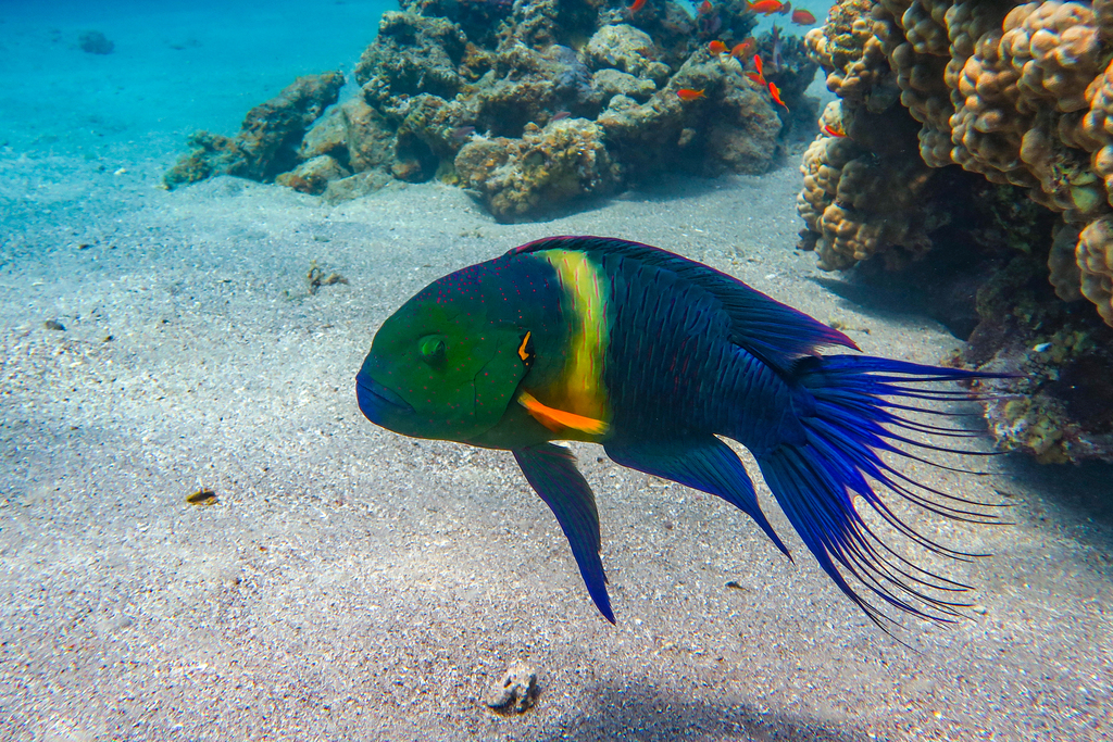 Broomtail wrasse (Cheilinus lunulatus) — Labridae