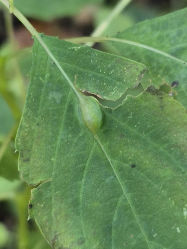 Unknown species found near Mardela Springs, MD 21837, USA