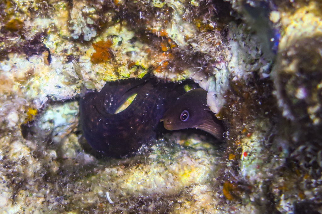 Buro moray (Gymnothorax buroensis) — Muraenidae