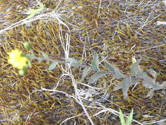 Hieracium umbellatum umbellatum