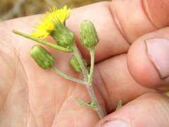 Hieracium umbellatum umbellatum