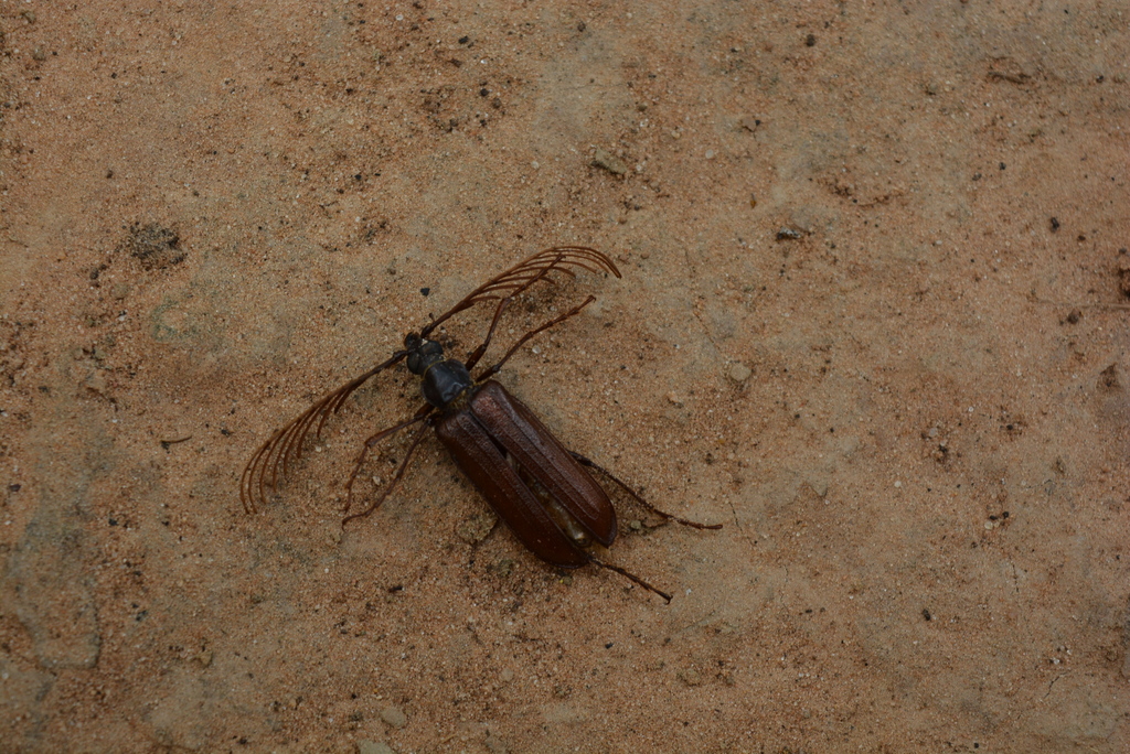 Pathocerus