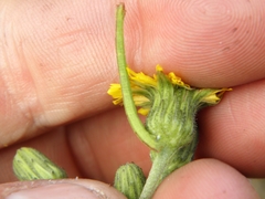 Hieracium umbellatum umbellatum