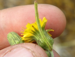 Hieracium umbellatum umbellatum