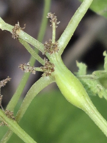 Unknown species found near Mardela Springs, MD 21837, USA