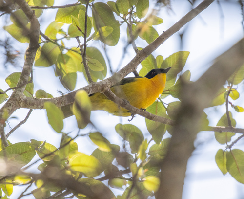Black-fronted Bushshrike (Chlorophoneus nigrifrons), photo 2