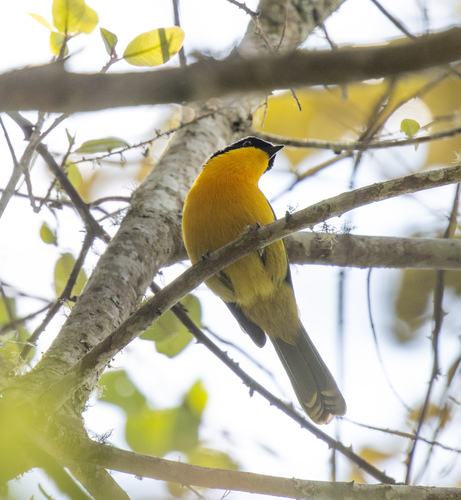 Black-fronted Bushshrike (Chlorophoneus nigrifrons), photo 10