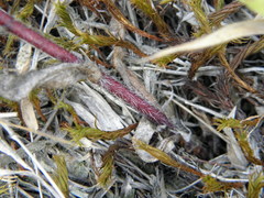 Hieracium umbellatum umbellatum