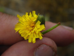 Hieracium umbellatum umbellatum