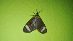 Hyalurga vinosa