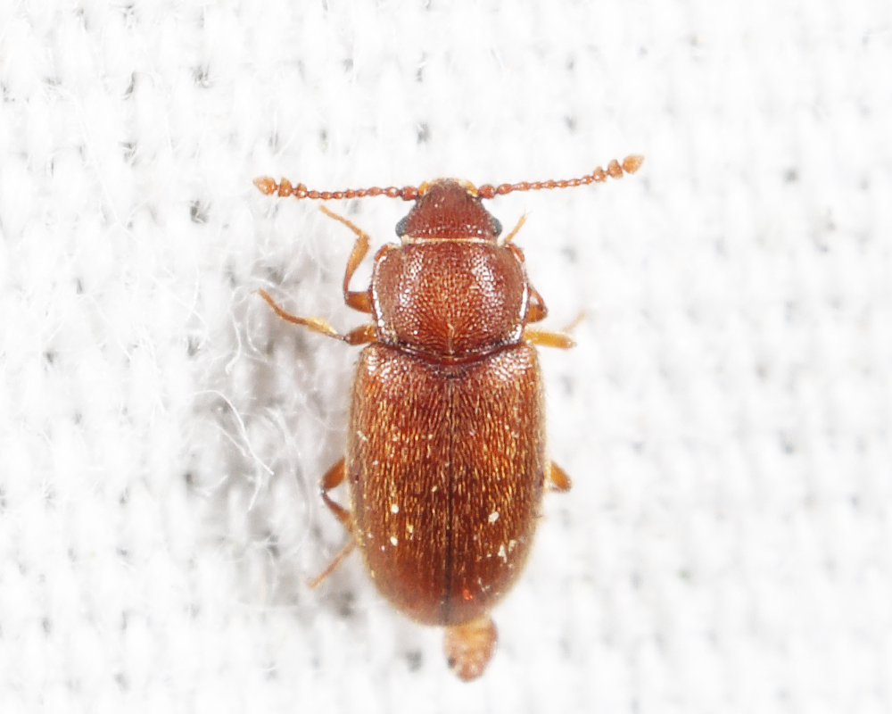 Cryptophagus valens