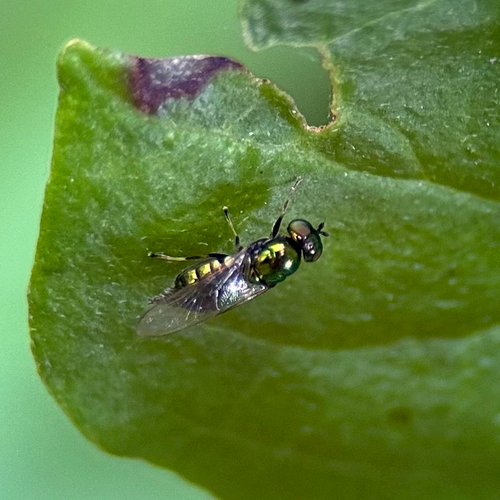 Grünglänzende Waffenfliege