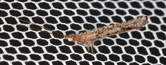 Stenobiella