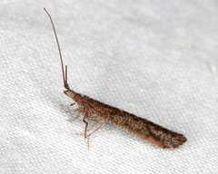 Stenobiella