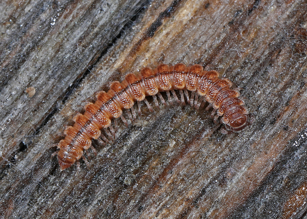 granulated millipede