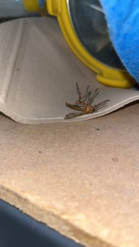 Unknown species found near Ashburn Run Pl, Ashburn, VA, US
