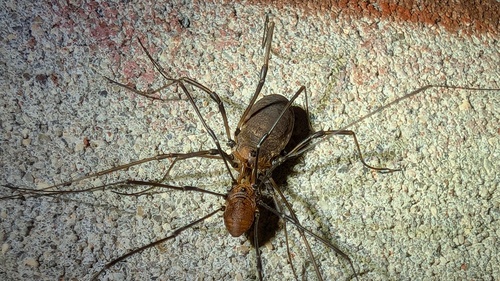 Banded harvestman
