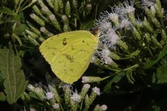 Phoebis sennae sennae