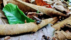 Epipedobates boulengeri