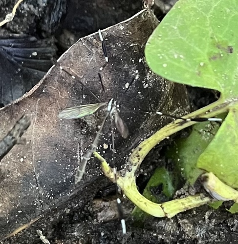 Unknown species found near Wake Dr, Williamsburg, VA, US