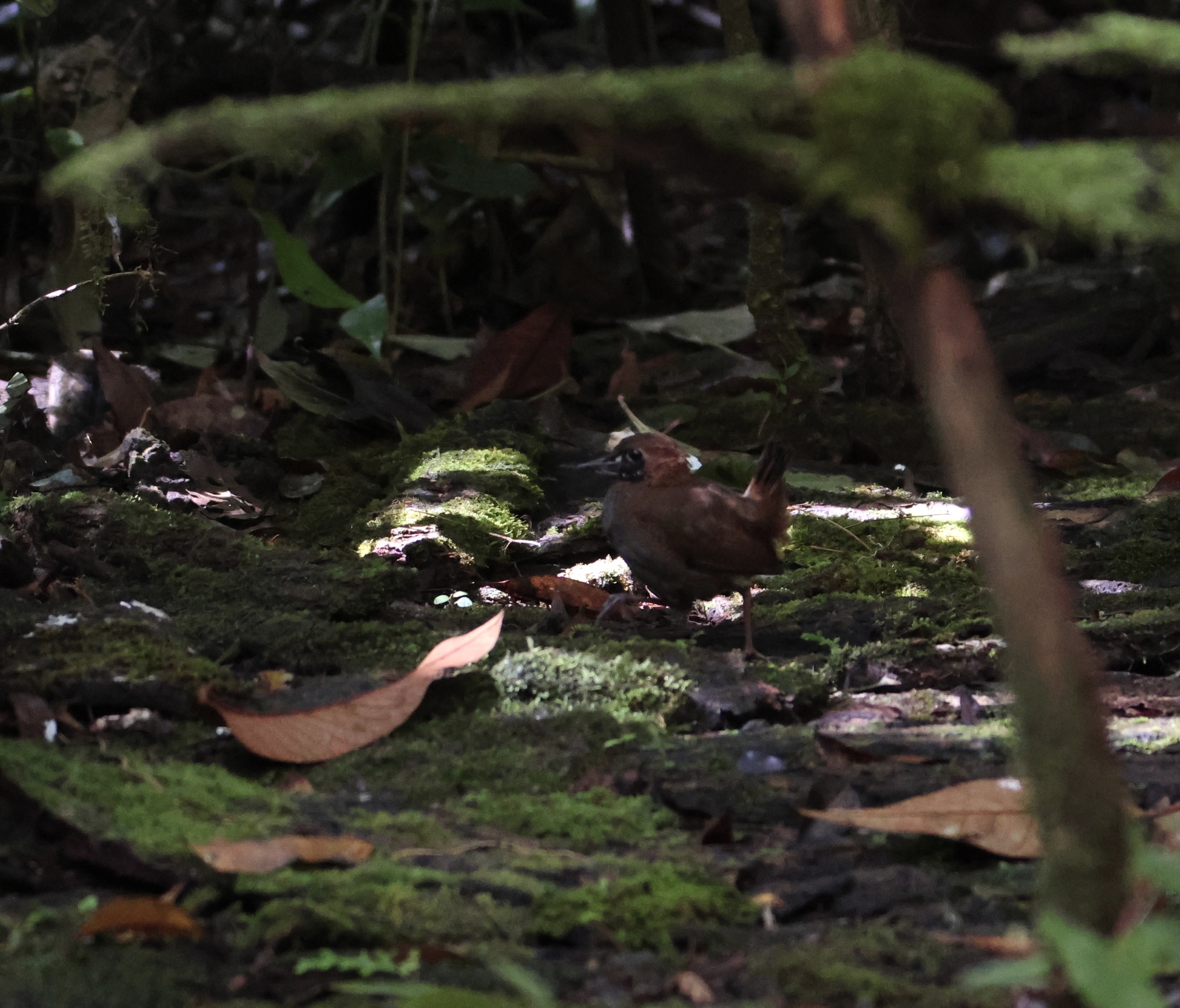 Black-faced Antthrush (Formicarius analis), photo 4
