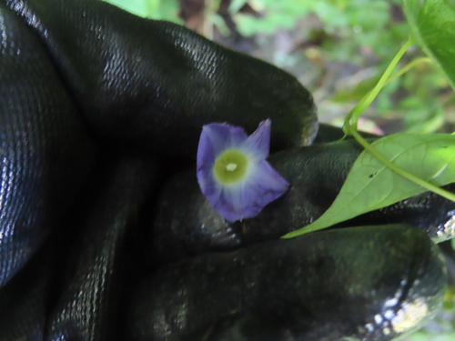 Aristolochia-leaved morning-glory (Ipomoea aristolochiifolia)