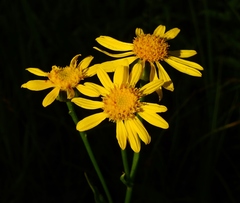 Senecio crassulus