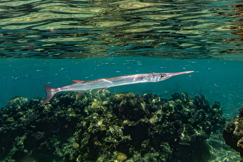 Red Sea houndfish (Tylosurus choram) — Belonidae