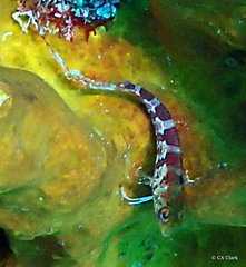 Malacoctenus triangulatus