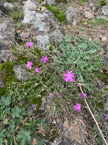 Dianthus hypanicus observed 2025-10-20