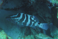 Epinephelus striatus