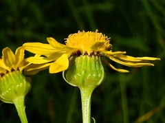 Senecio crassulus