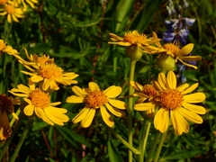 Senecio crassulus