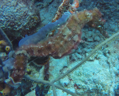 Hippocampus reidi