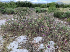 Pelargonium cucullatum cucullatum
