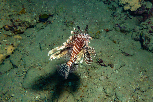Indian Lionfish — seen at this dive site