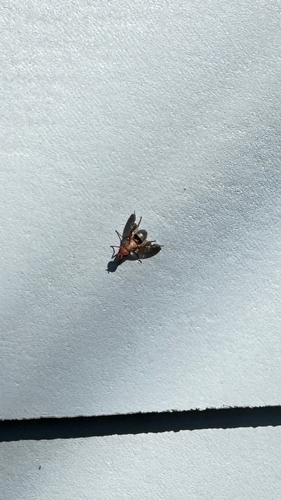 Unknown species found near Pierre St, Manhattan, KS, US